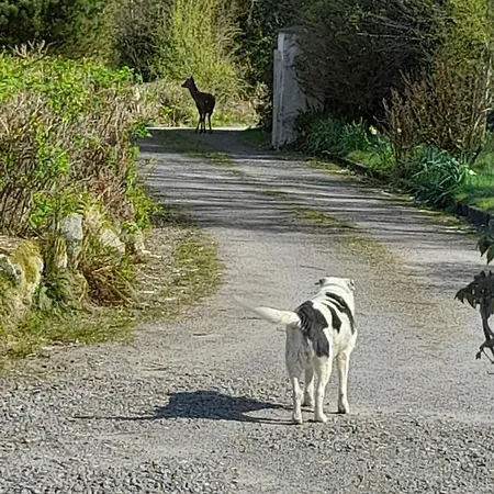 Eco Kenmare