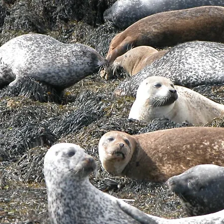 Eco Holiday home Kenmare