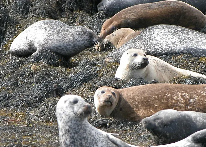 Eco Holiday home Kenmare